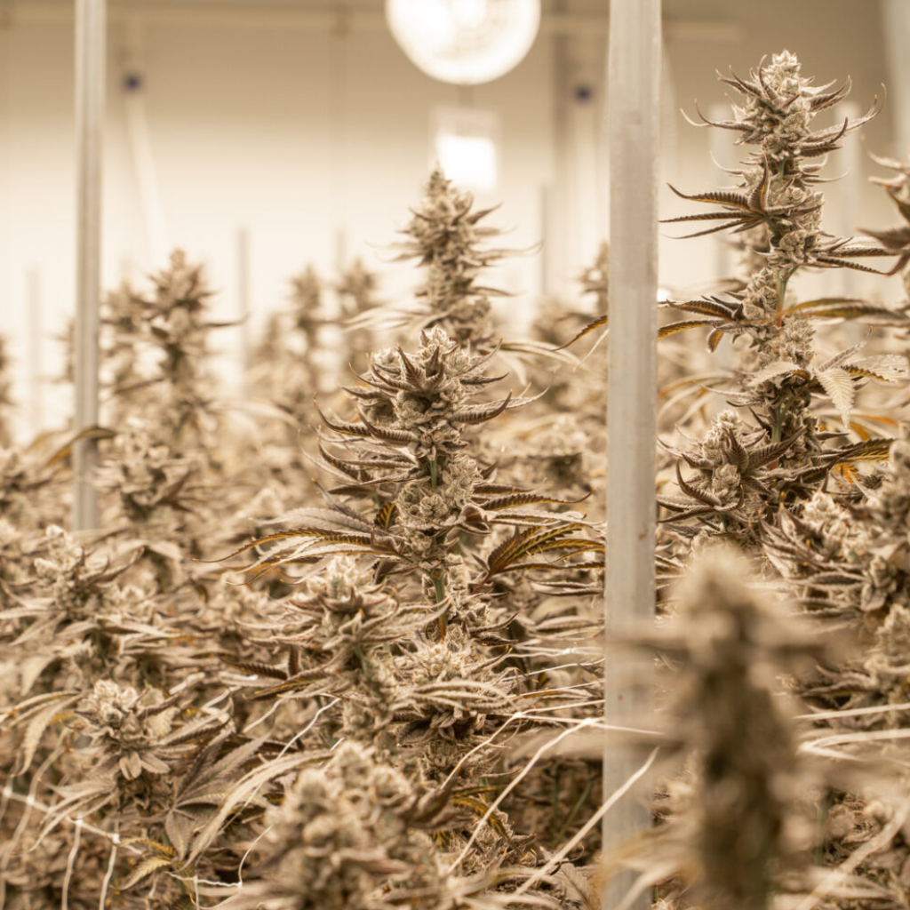 Harbor House Collective Cultivation Grow Room