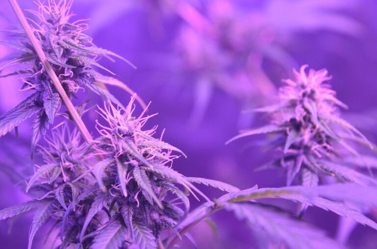 What Is Haze Weed? Benefits, Effects, Hybrids, & More