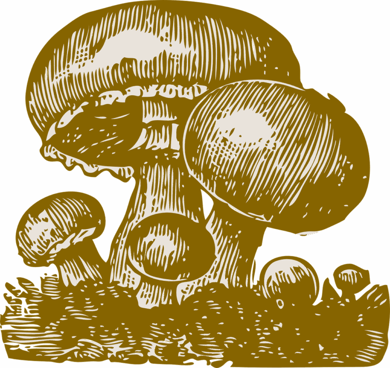 Weed_vs_Shrooms_Effects_and_Key_Tips_to_Know